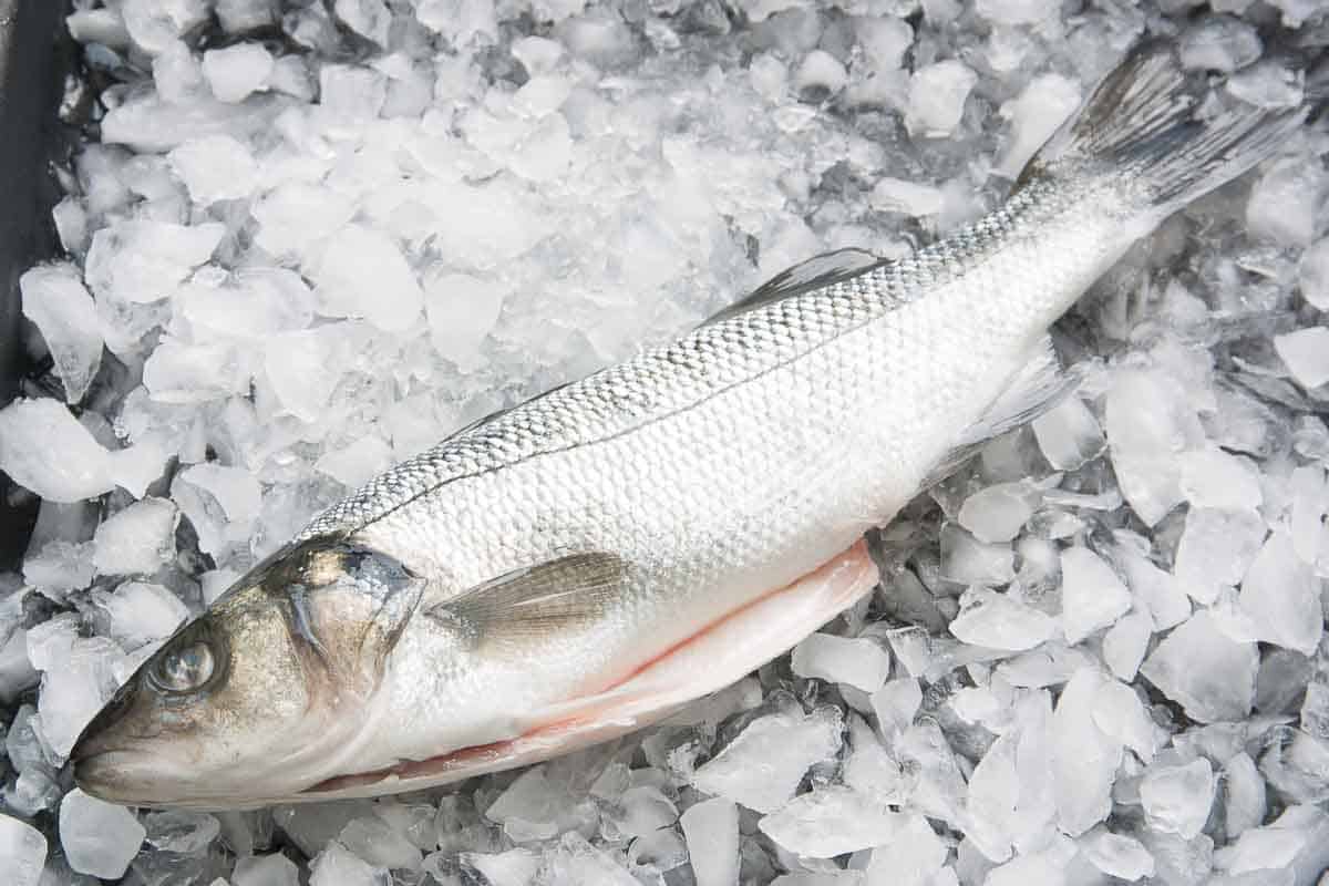 sea bass fresh fish on ice