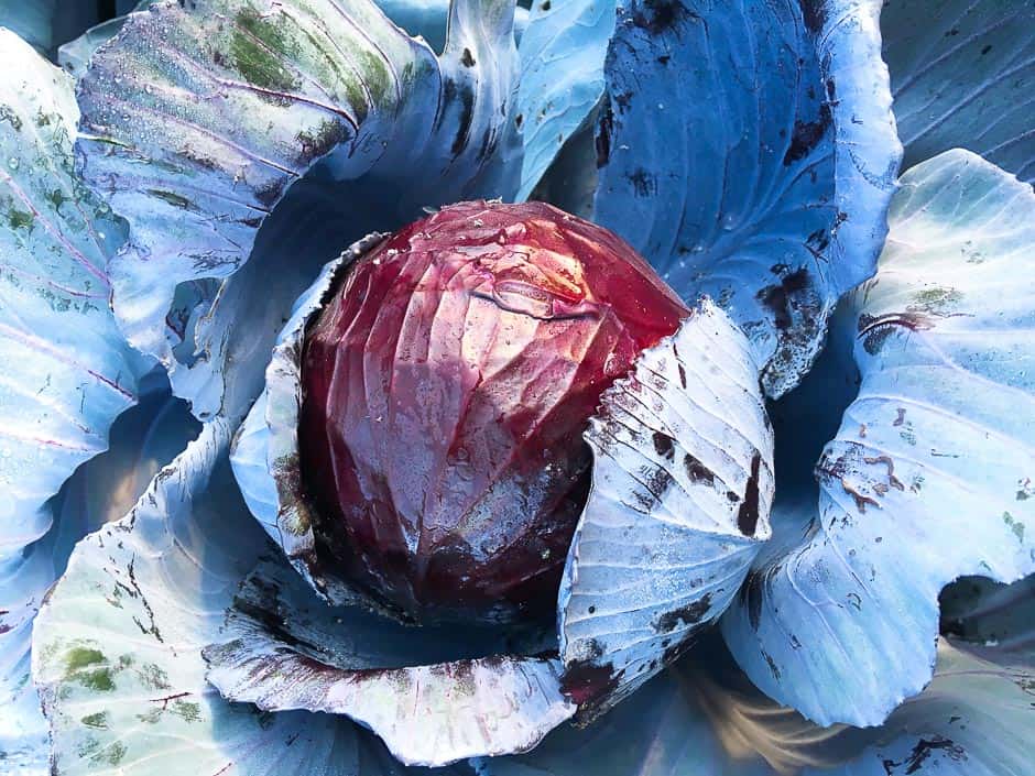 blue cabbage red cabbage red cabbage harvest