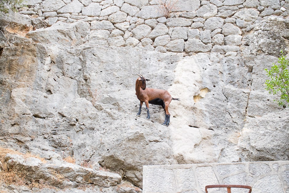 Goat in the rock Santuari de Lluc