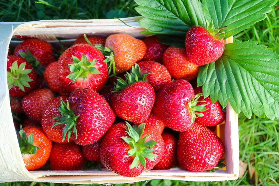 Strawberries in the basket, fresh from the field
