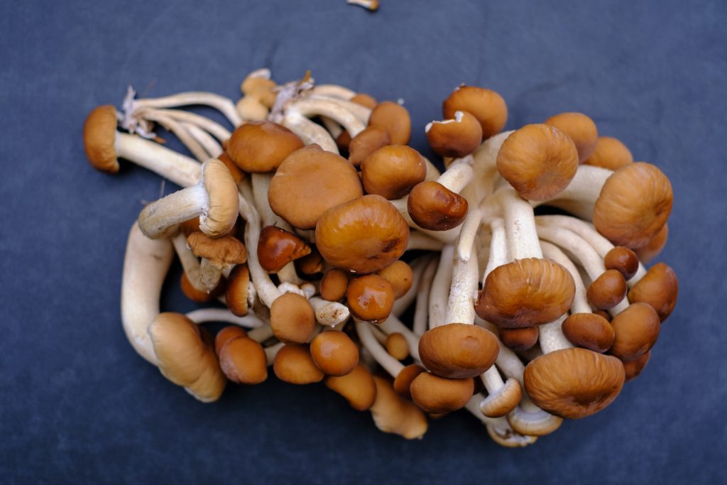Piopparello mushrooms - Southern Ackerling