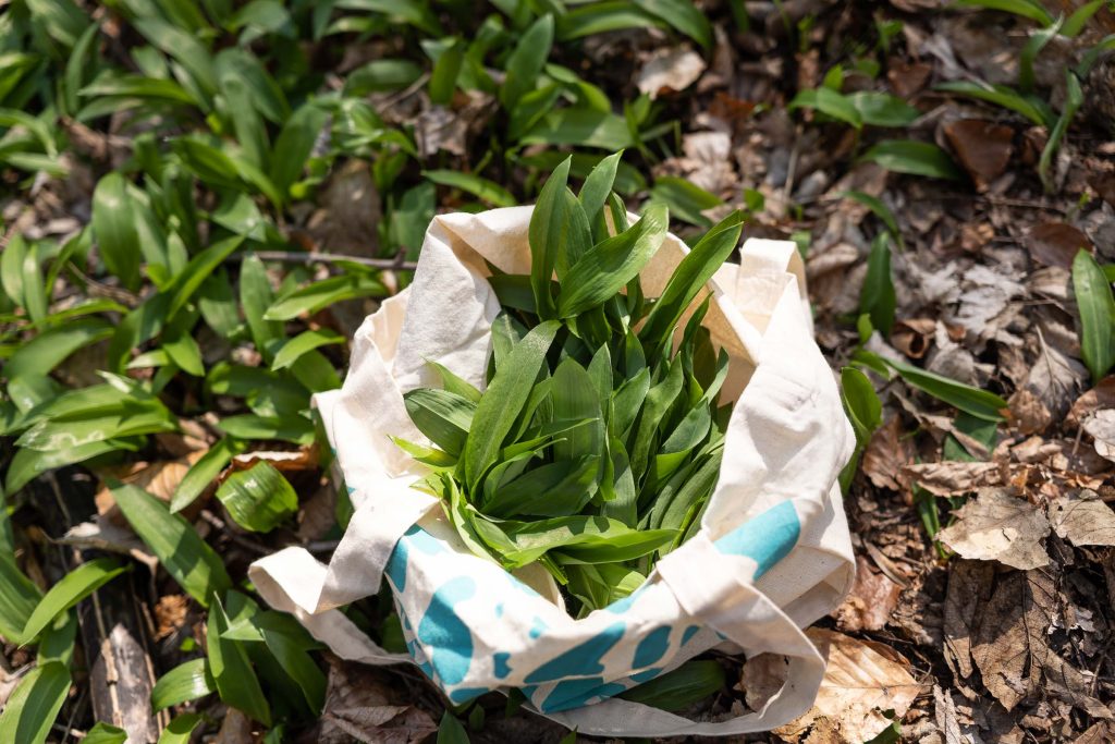 Wild garlic leaves collected