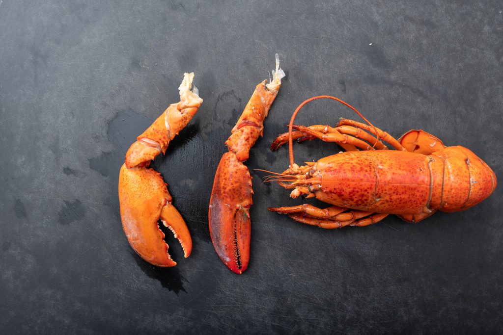 Lobster with severed lobster claws